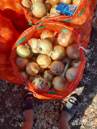 Лук репчатый оптом
