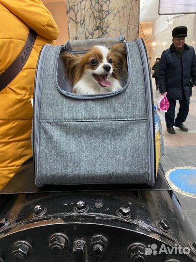 Переноска для кошек и собак