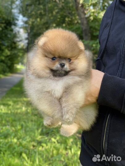 Померанский шпиц малышка по кличка Пикси