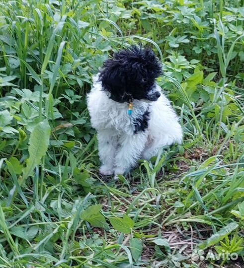 Той-пудель вязка