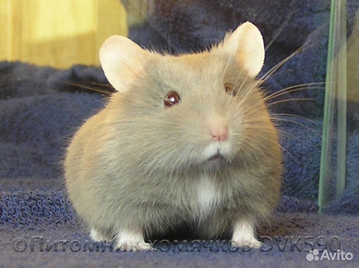 Хомячок с белым галстучком и белыми носочками