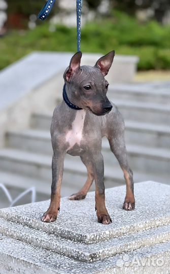 Американский Голый Терьер