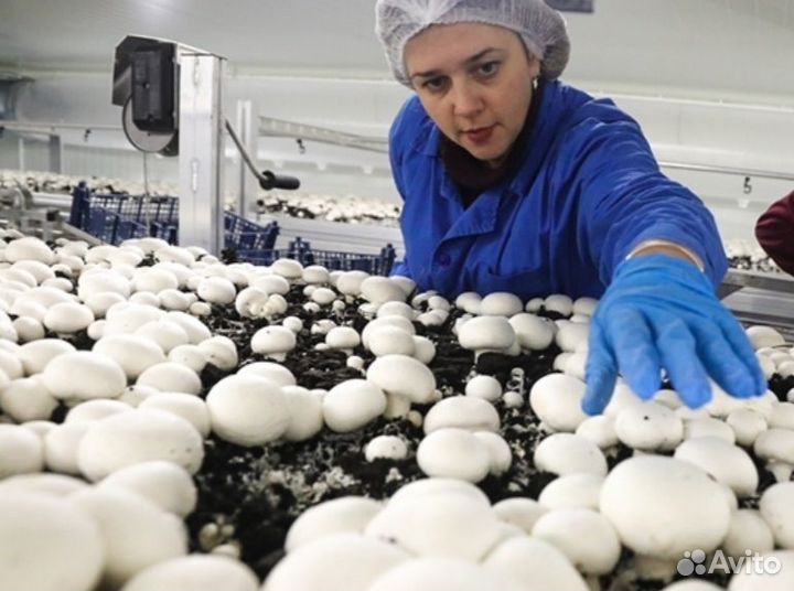 Сборщик Грибов /Краснодар