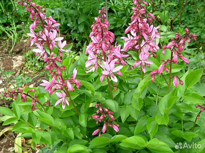 Лекарственные травы