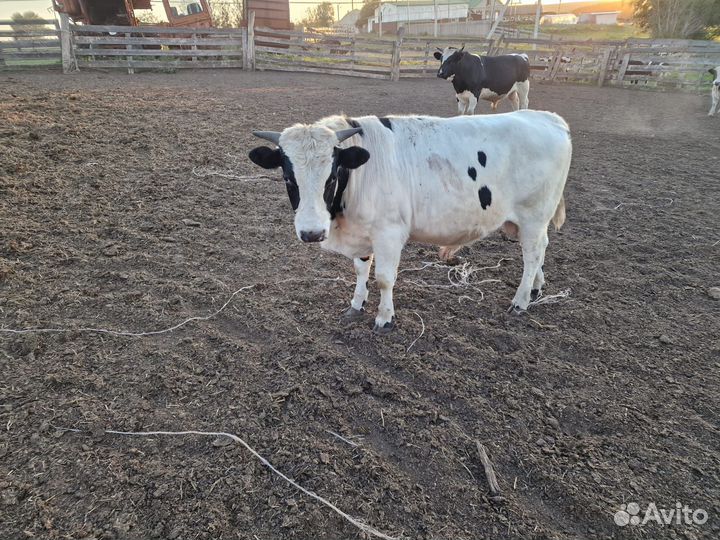 Бычки и быки