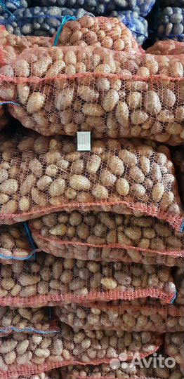 Продам картофель оптом