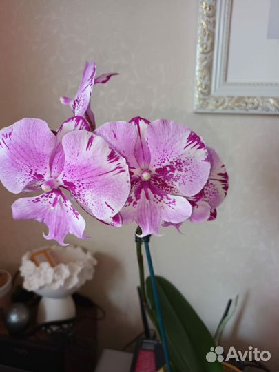 Орхидея фаленопсис