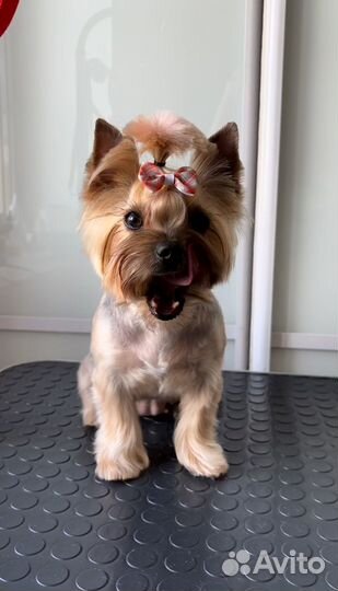 Груминг собак