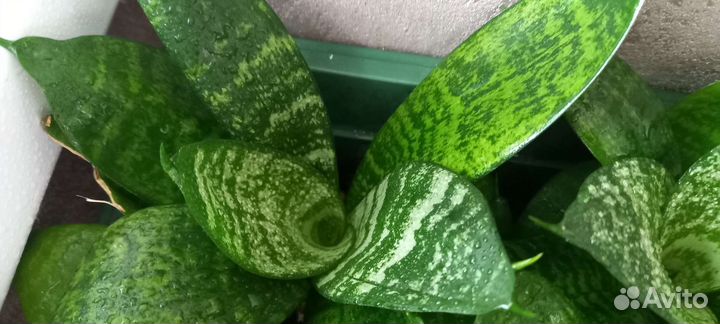 Сансевиерия сортовая