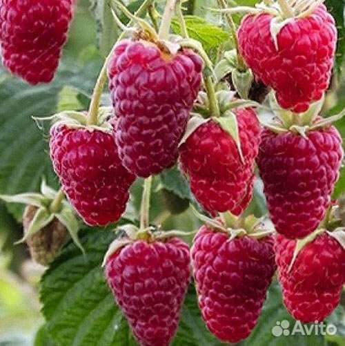 Саженцы малины, малинового дерева