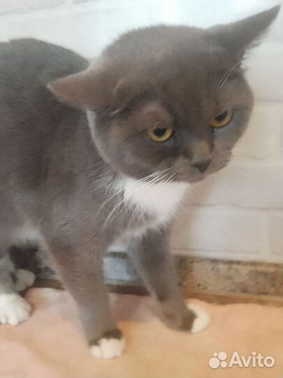 Британская