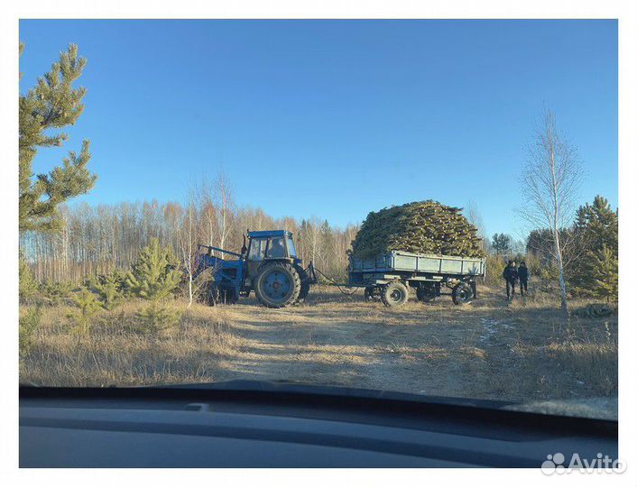 Сосна Новогодняя