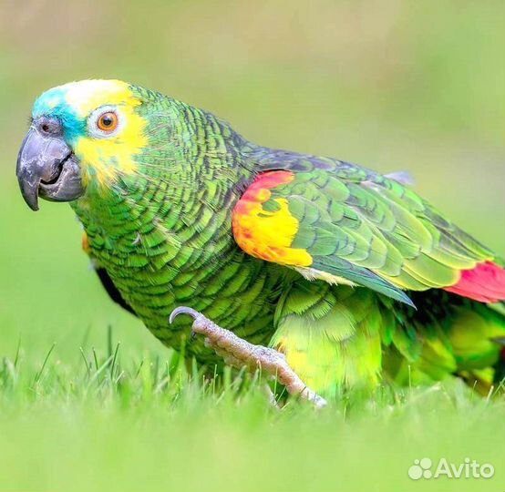 Амазон Венесуэльский