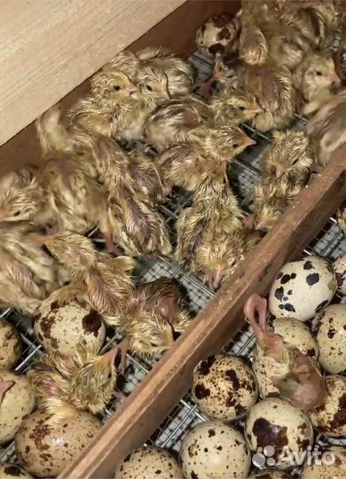 Перепелята суточные