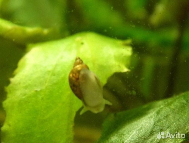 Улитка покемон