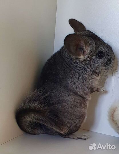 Шиншилленок мальчик нкпа и нф (3 мес)