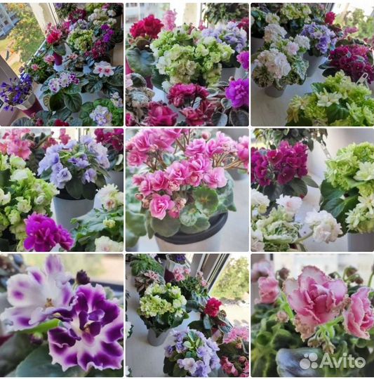 Сортовые фиалочки из домашней коллекции