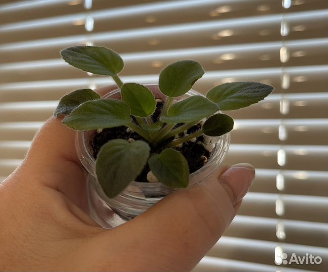 Фиалка Н-Дюймовочка