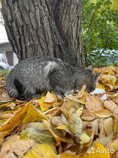 Кошечка Мотя в добрые руки