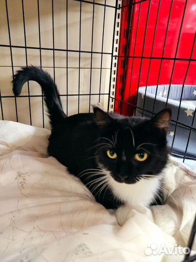 Видео Ласкушка топотушка еще нет года стерильна