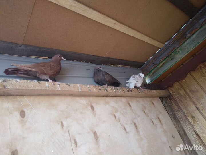 Лесные птицы