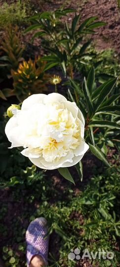 Пионы саженцы корни