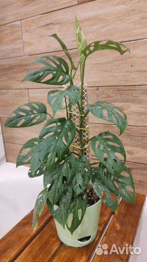 Тотем опора для растений