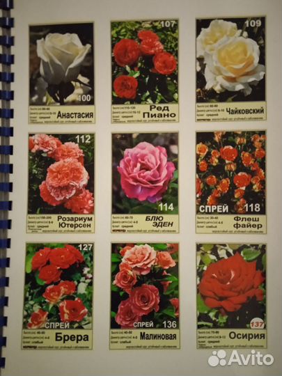 Саженцы роз