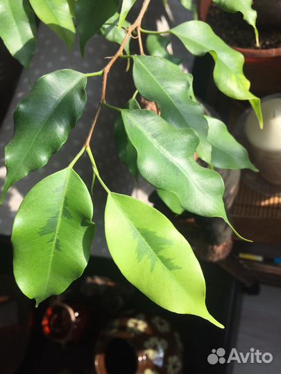 Фикус бенджамина Голден Моник