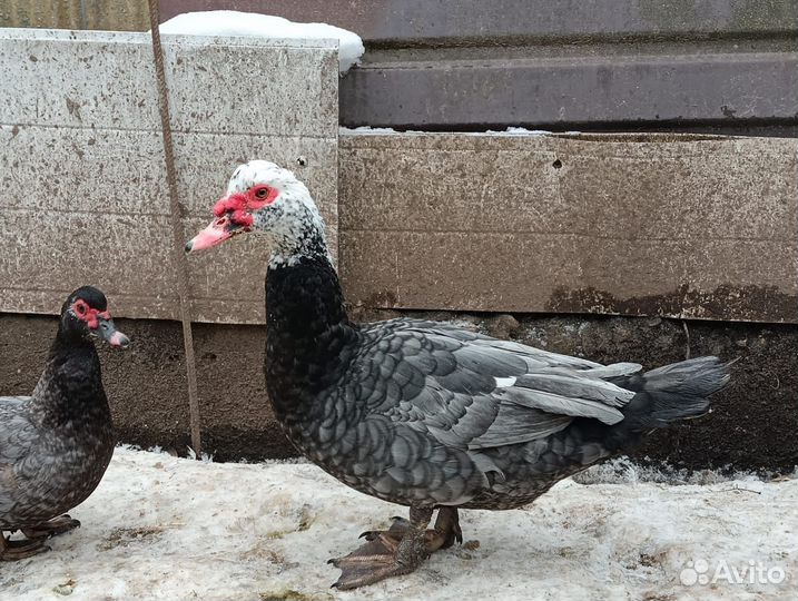 Продаётся селезень