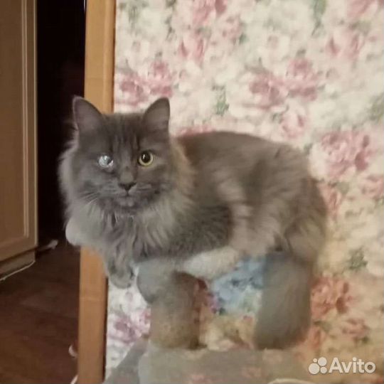 Индивидуальная передержка для котов и кошек