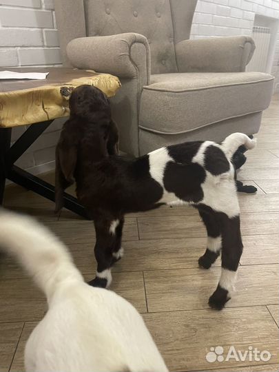 Камори 100 проц козлята и козы