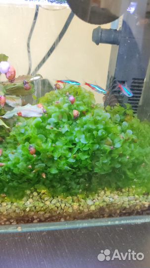 Аквариумное растение мох какой то там крутой)