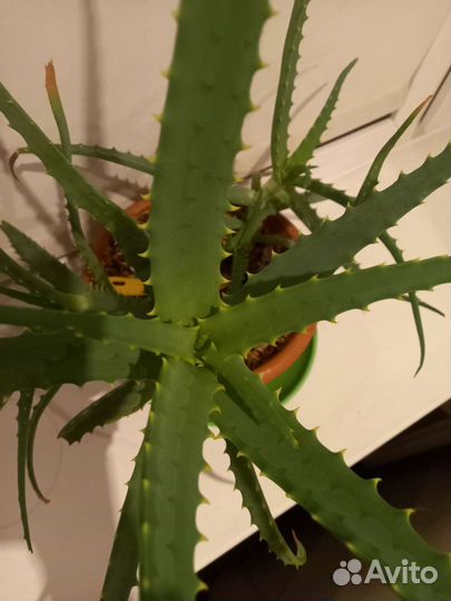 Алоэ древовидное