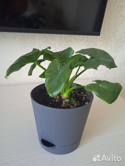 Филодендрон Атом