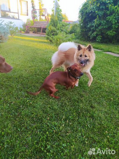 Передержка собак и кошек