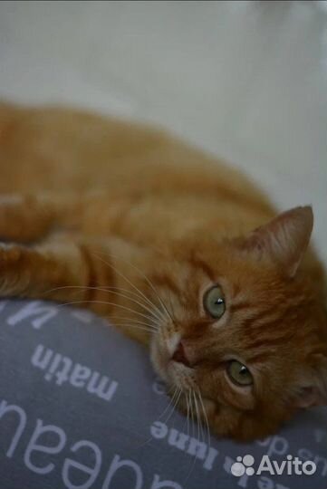 Замурчательный Рыжик