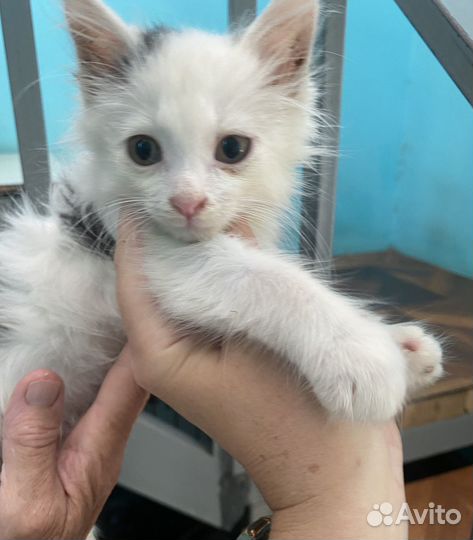 Котик бесплатно