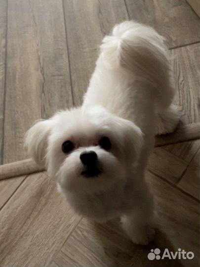 Болонка вязка