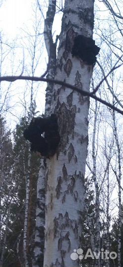 Чага березовая