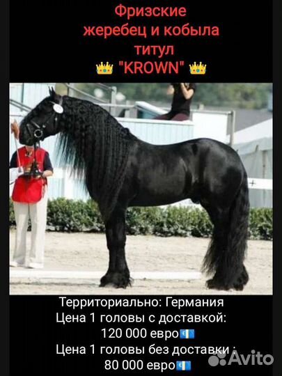 Лошади для спорта и души
