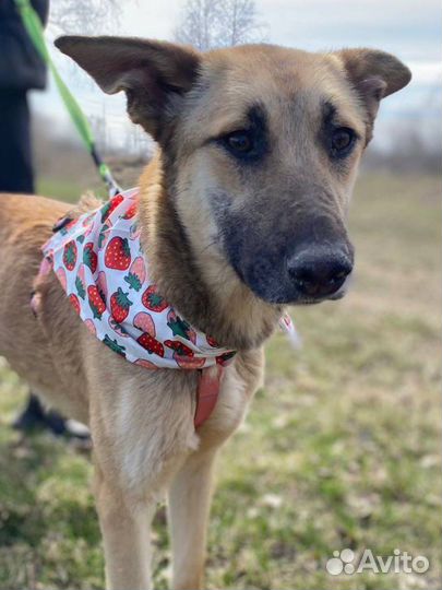 Ушастик Вега очень ждет маму и папу