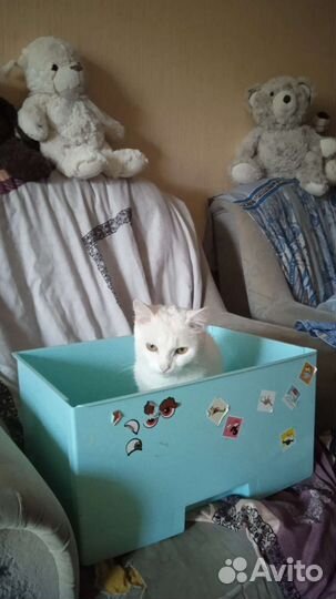 Отдадим Котика