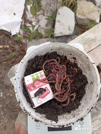 Черви для рыбалки