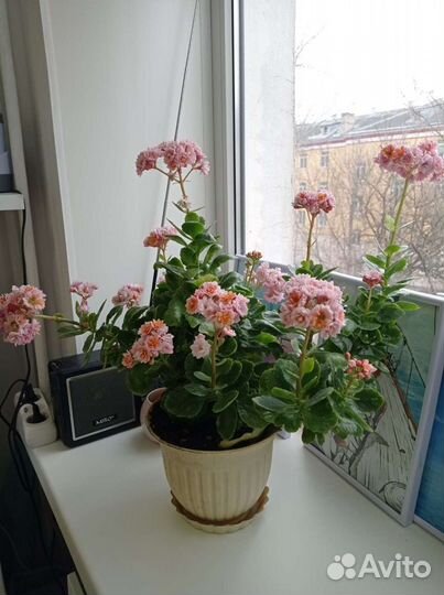 Каланхоэ цветущий