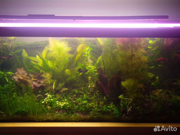 Аквариумные рыбки и растения