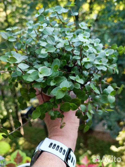 Каллизия разные