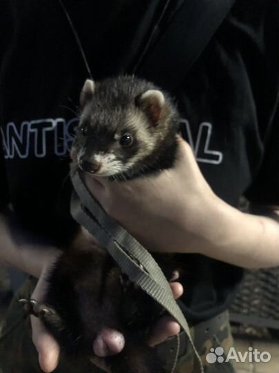 Хорек девочка вязка