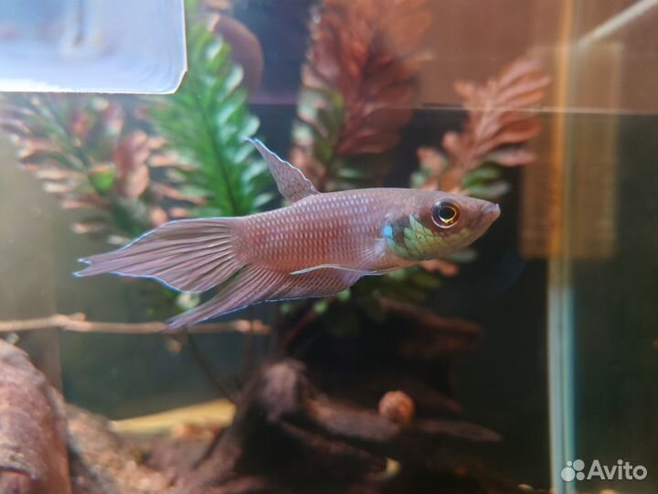 Betta sp.