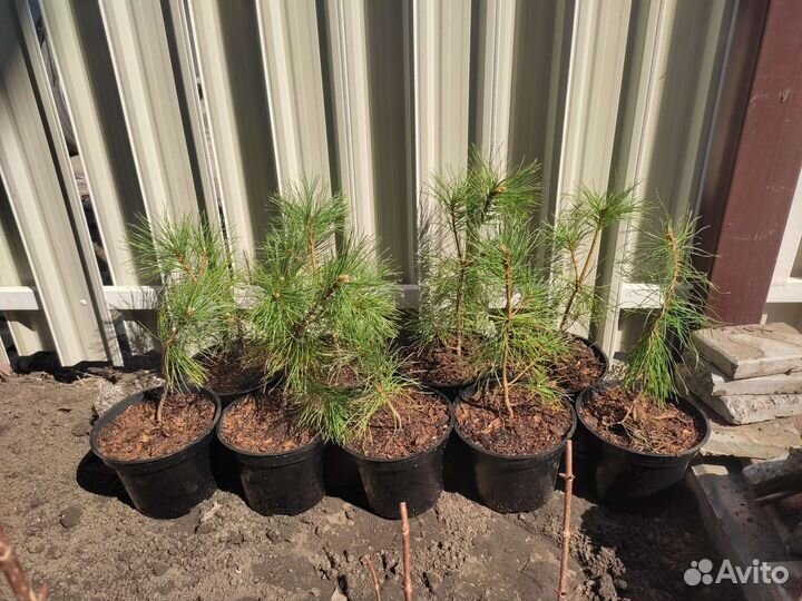 Сосна горная Мугус